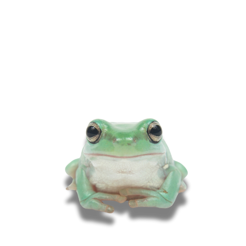 A close-up of a green tree frog, featuring large black eyes and a white underbelly, sitting calmly against a plain background.