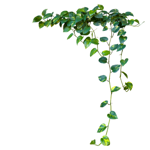 A lush green vine with heart-shaped leaves cascading down, creating a vibrant and natural aesthetic against a black background.